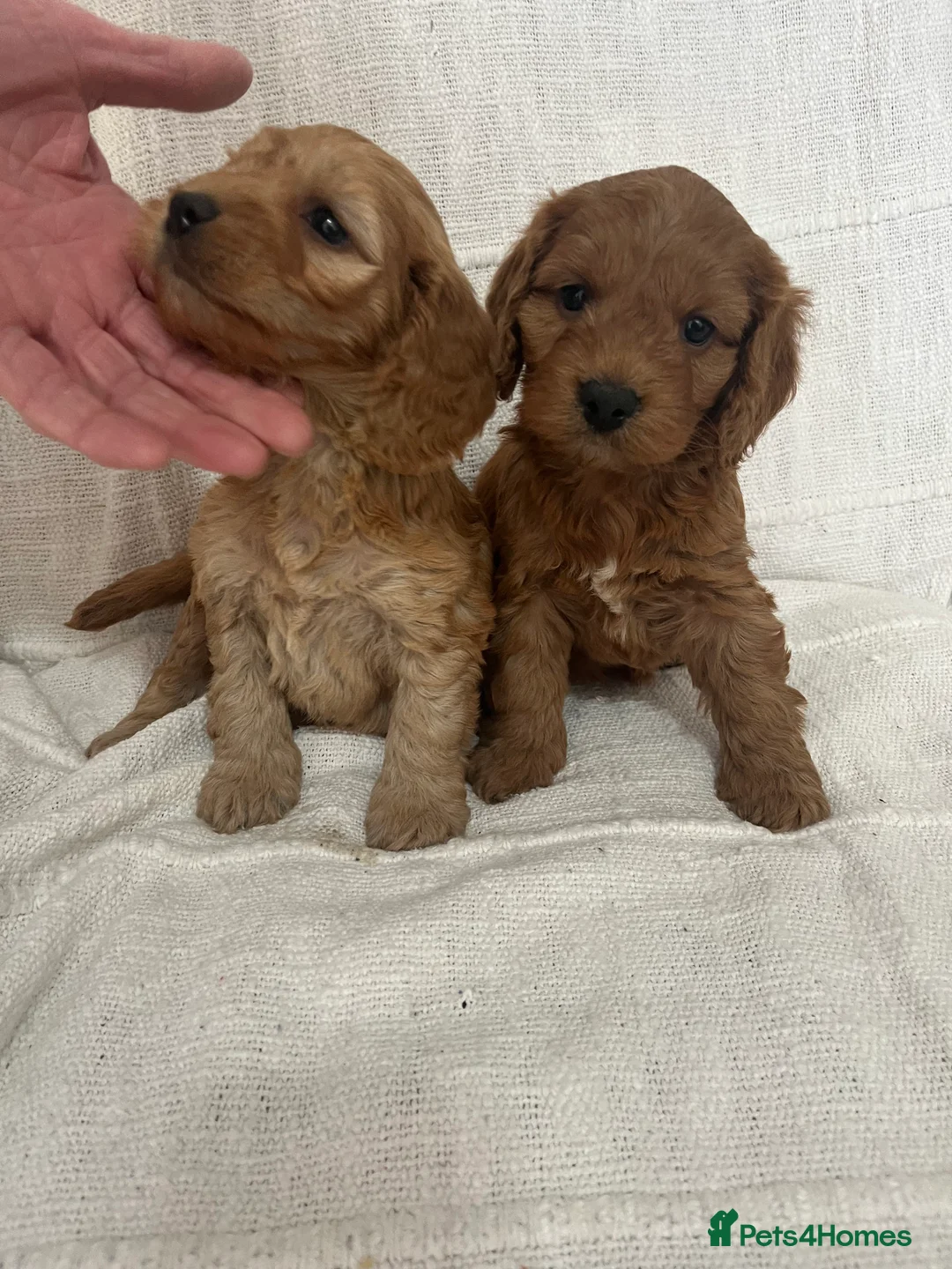 Cockapoo dogs for sale: 🐶🐶 cockerpoo puppies 🐶🐶 - Advert 8