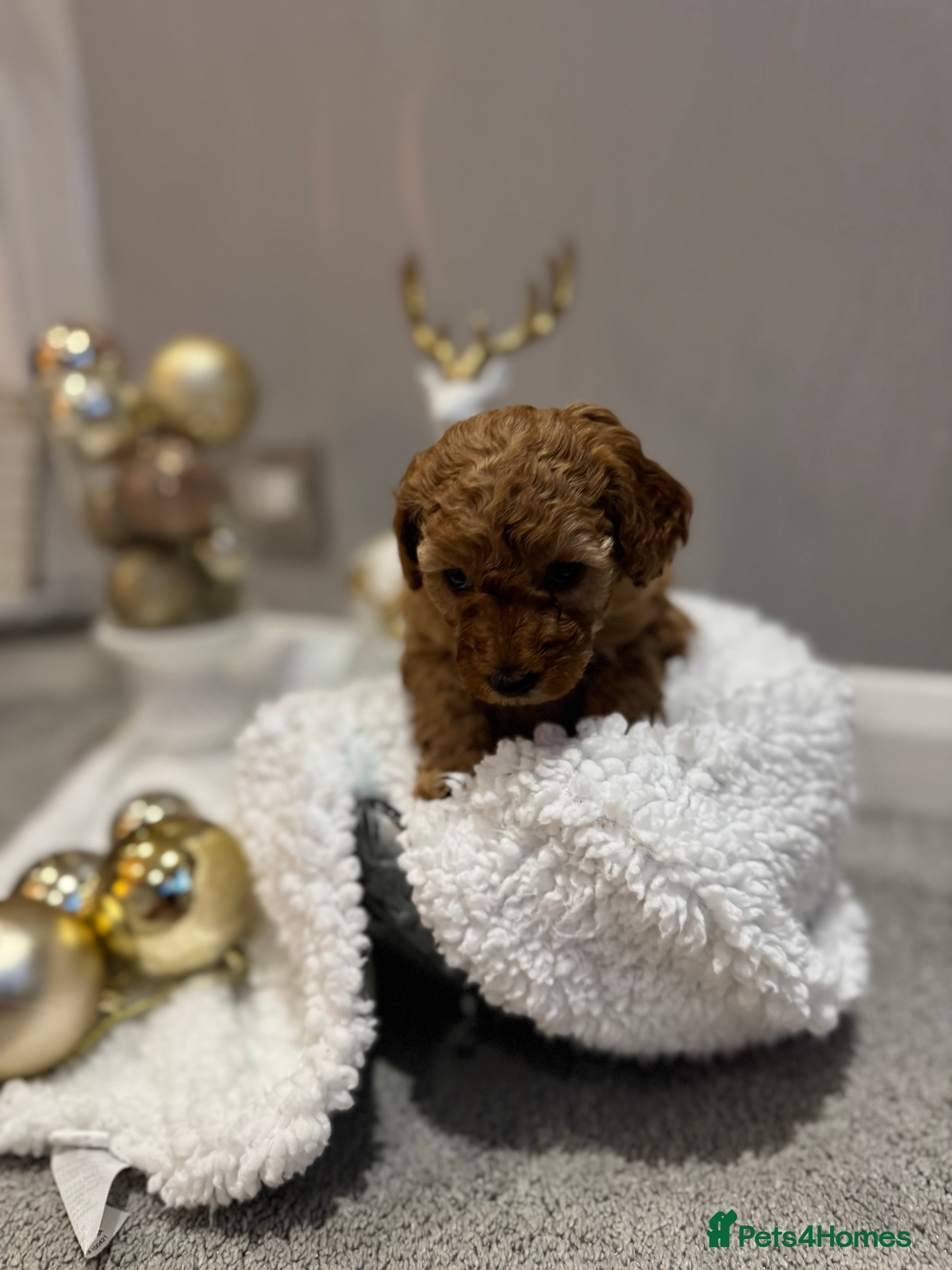 Toy Poodle dogs Toy Poodle  - Advert 11