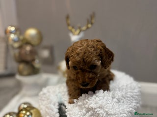 Toy Poodle dogs Toy Poodle - Advert 16