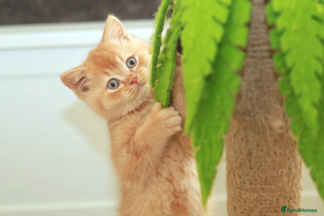 British Shorthair cats for sale: Cinnamon, Lilac & Ginger TICA Reg - Advert 10