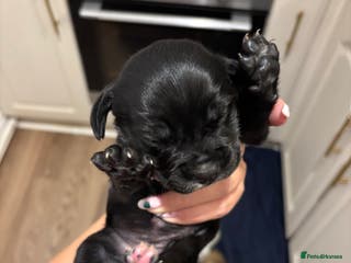 Mixed Breed dogs Spaniel x staffy puppies - Advert 2