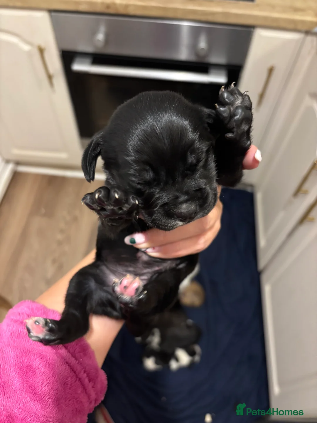 Mixed Breed dogs for sale: Spaniel x staffy puppies  - Advert 1