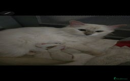 Ragdoll cats for sale: Ragdollkittens health tested gccf/tica parents  - Image 2