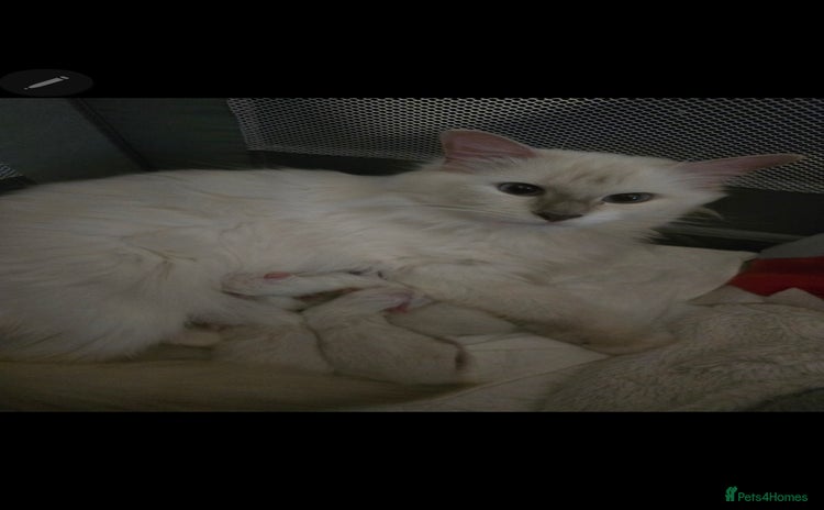 Ragdoll cats - Advert 1