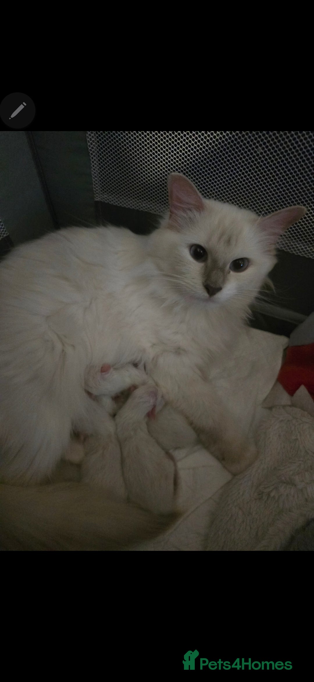 Ragdoll cats for sale: Ragdollkittens health tested gccf/tica parents  - Image 2