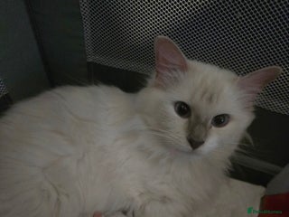 Ragdoll cats - Advert 5