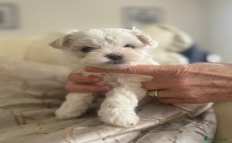 Maltipoo dogs - Advert 1