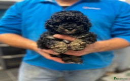 Toy Poodle dogs for sale: PEDIGREE TOY POODLES PRA CLEAR  - Advert 12
