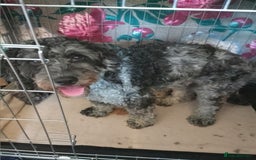 Cockapoo dogs for sale: Gorgeous F1B Miniature Cockapoo puppies  - Image 4