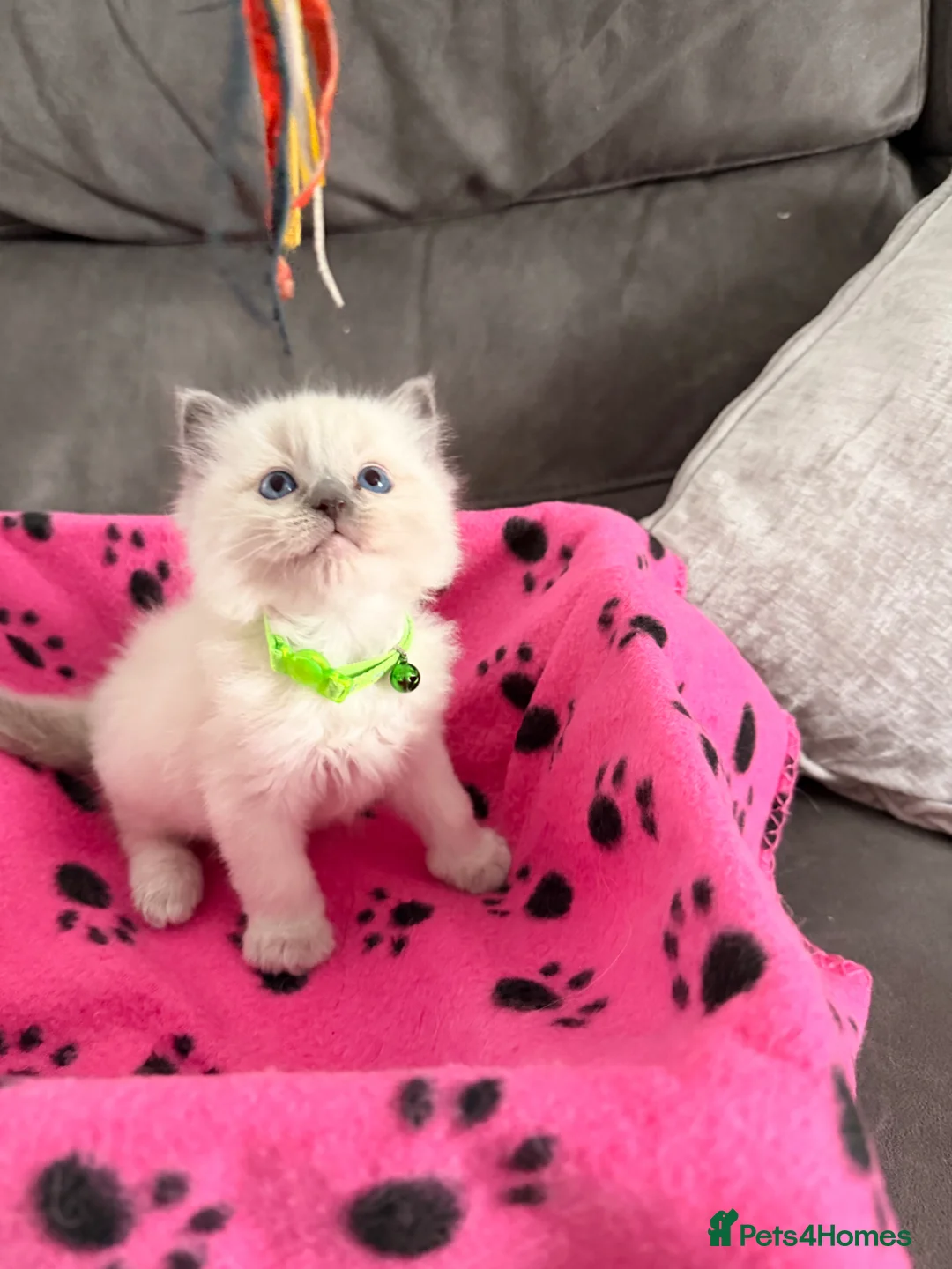 Ragdoll cats for sale: 🐾💕 Beautiful Ragdoll Kittens for SAle🐾💙 - Advert 2