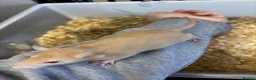 Rat rodents for sale: Male and female rats for sale(dumbo Siamese solid) - Advert 8