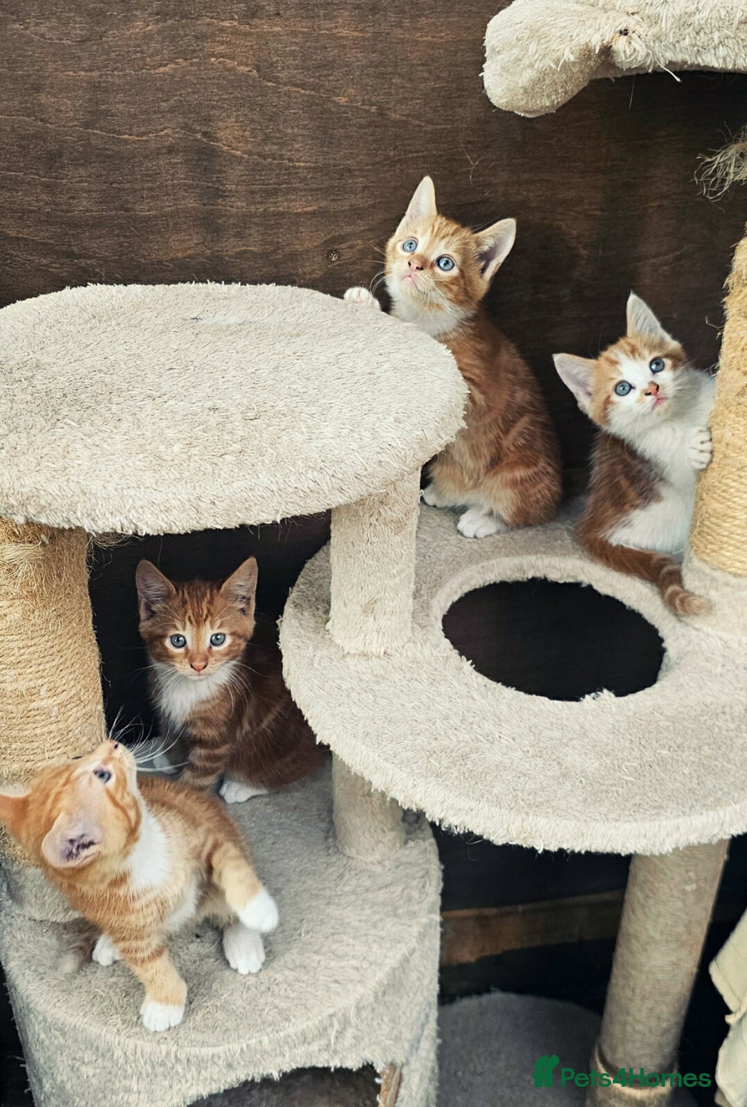 Mixed Breed cats for sale: 4 Ginger Kittens READY FOR A NEW HOME/WEST DRAYTO - Image 11