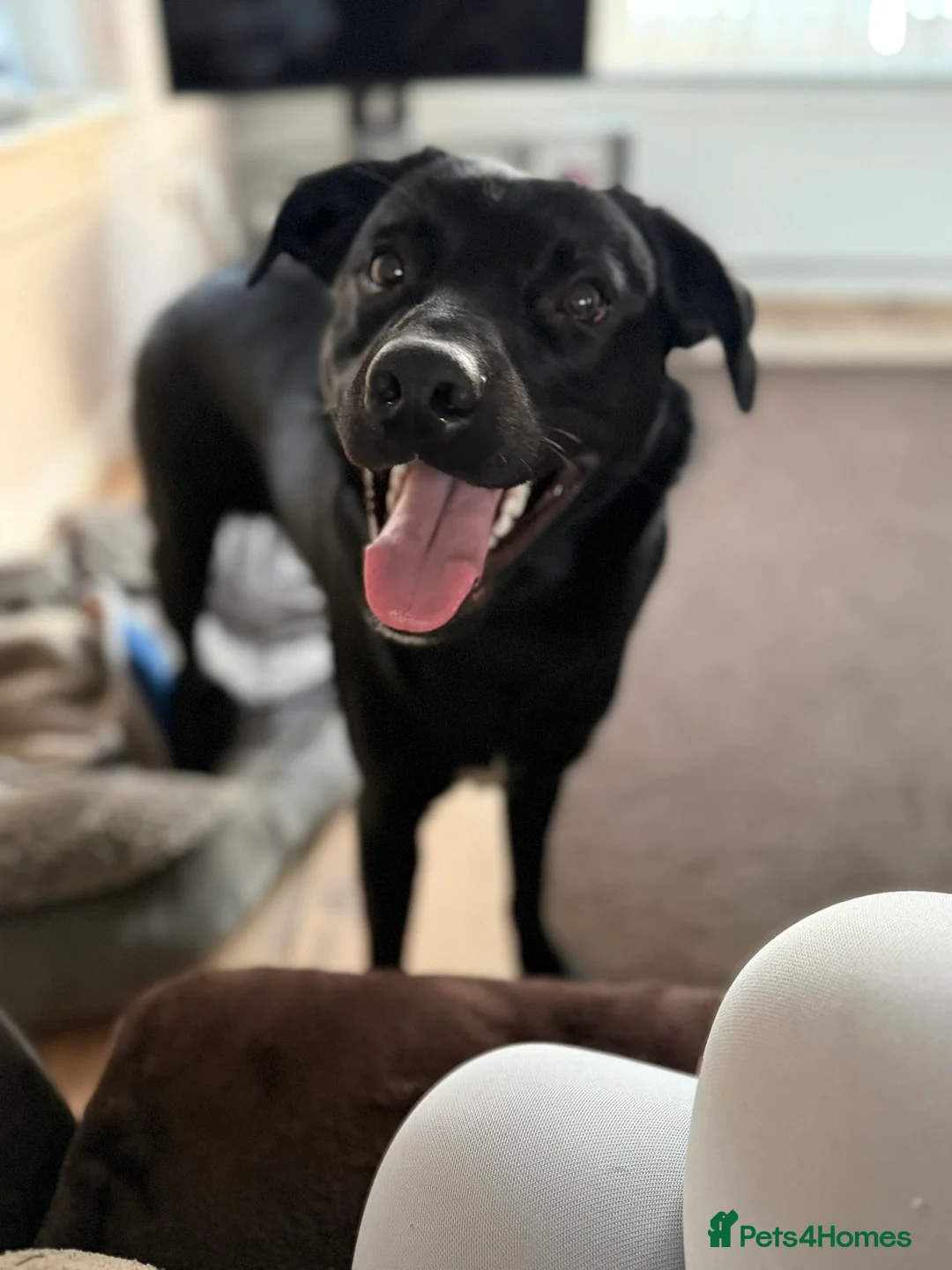 Borador dogs for sale: Bear  - Advert 2