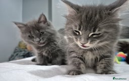 Maine Coon cats for sale: Stunning litter of maine coon kittens  - Advert 15