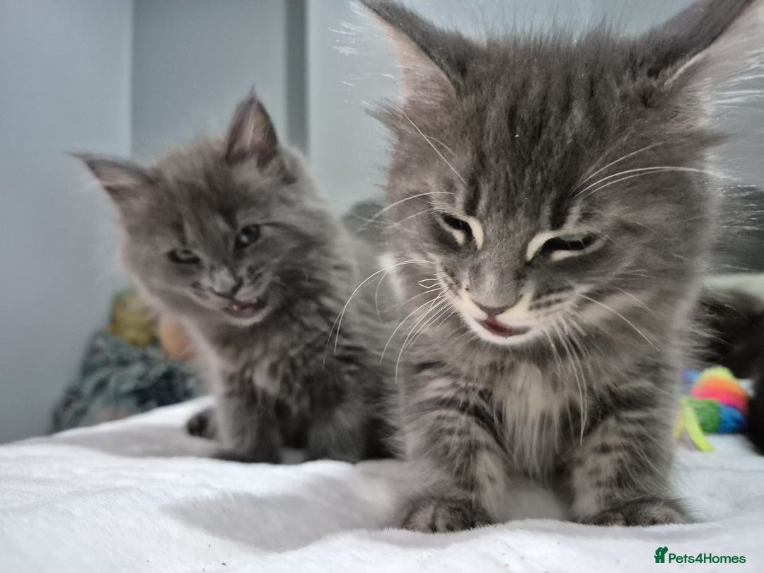 Maine Coon cats for sale: Stunning litter of maine coon kittens  - Advert 15