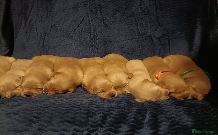 Golden Retriever dogs - Advert 3