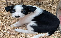 Border Collie dogs for sale: Border colliers are waiting for there new home - Image 4