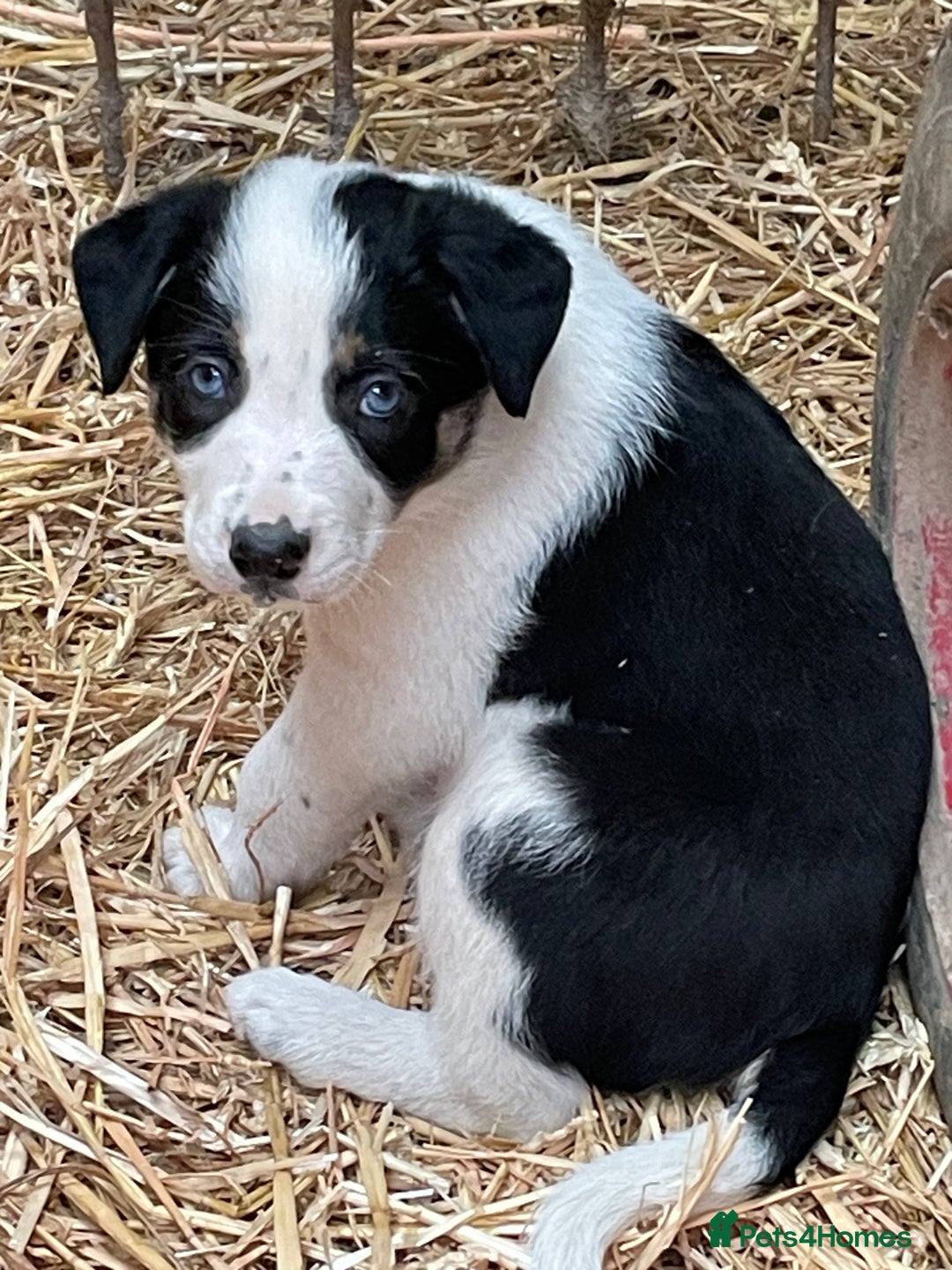 Border Collie dogs for sale: Border colliers are waiting for there new home - Image 4
