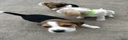 Beagle dogs for sale: Quality Foot Beagle Puppies - Advert 13