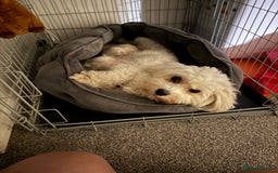 Bichon Frise dogs for sale: Bichon puppies for sale - Advert 4