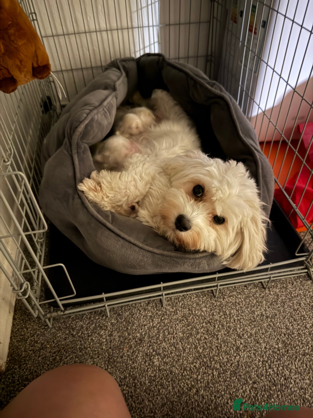 Bichon Frise dogs for sale: Bichon puppies for sale - Advert 4