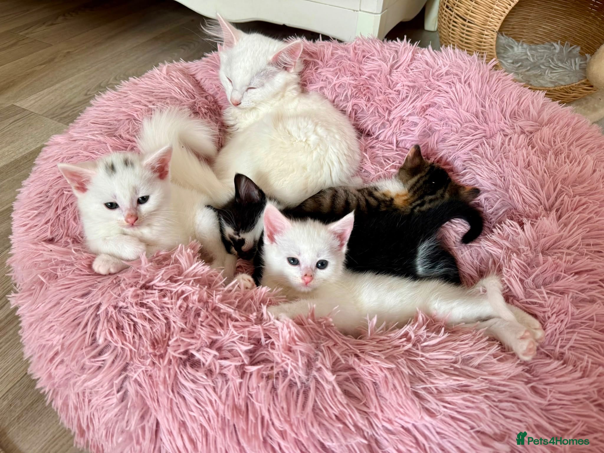 Turkish Angora cats for sale: Four Adorable Kittens!  - Advert 2