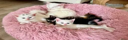 Turkish Angora cats for sale: Four Adorable Kittens!  - Advert 1