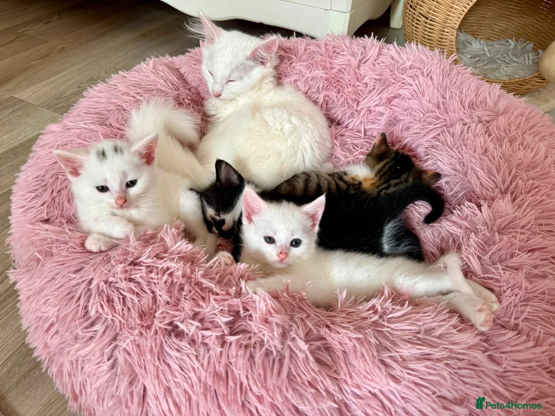 Turkish Angora cats for sale: Four Adorable Kittens!  - Advert 1