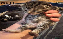 Mixed Breed cats for sale: Stunning  unique kittens  - Image 16