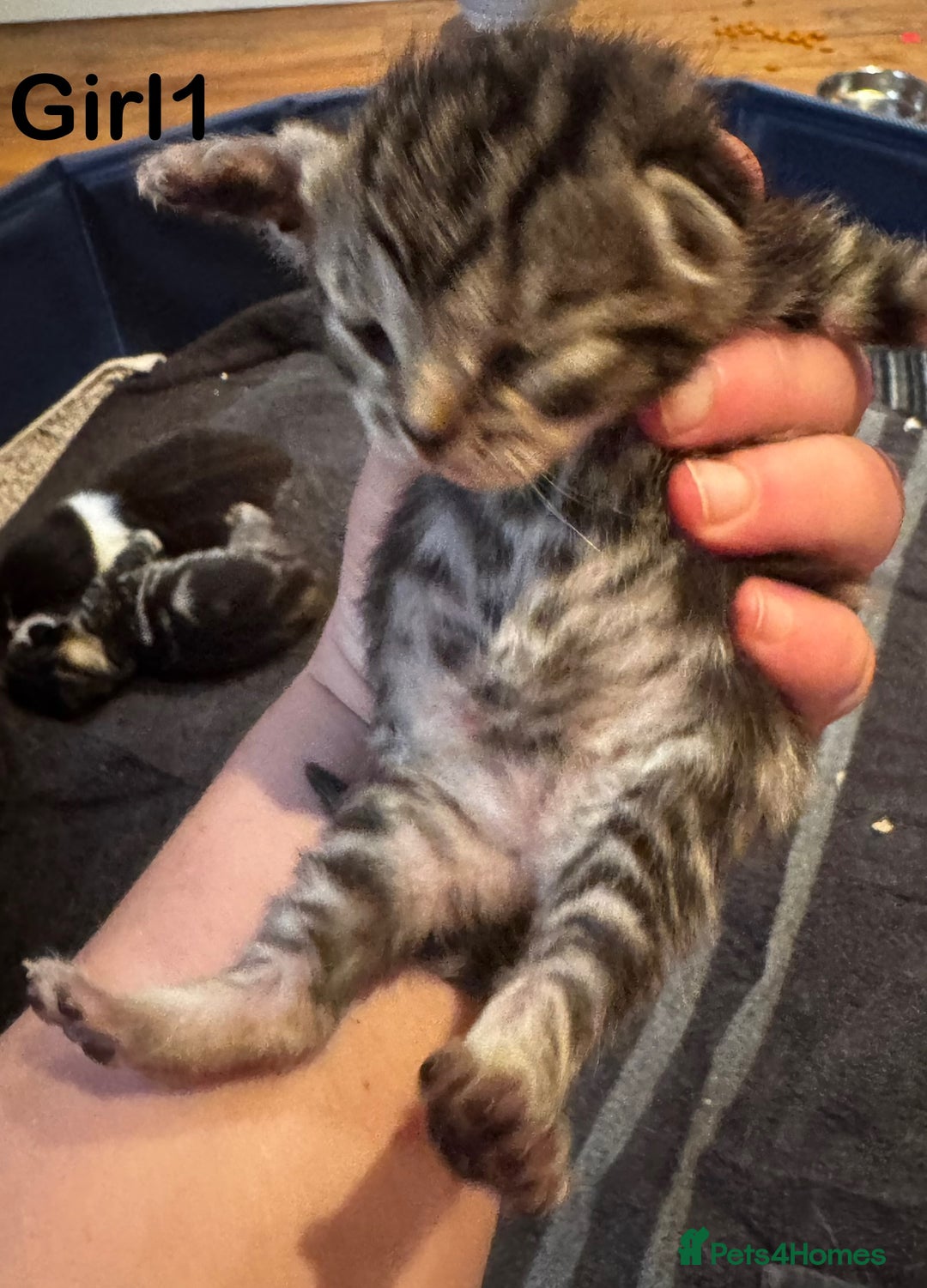 Mixed Breed cats for sale: Stunning  unique kittens  - Image 16