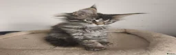 Maine Coon cats for sale: ✨ STUNNING TICA REGISTERED MAINE COON KITTENS ✨ in Livingston - Advert 8