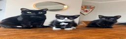Domestic Shorthair cats for sale: Beautiful Loving Kittens, ready Now, Family Raised in Southport - Advert 9