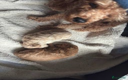 Toy Poodle dogs for sale:  Toy poodle apricot male  - Advert 8