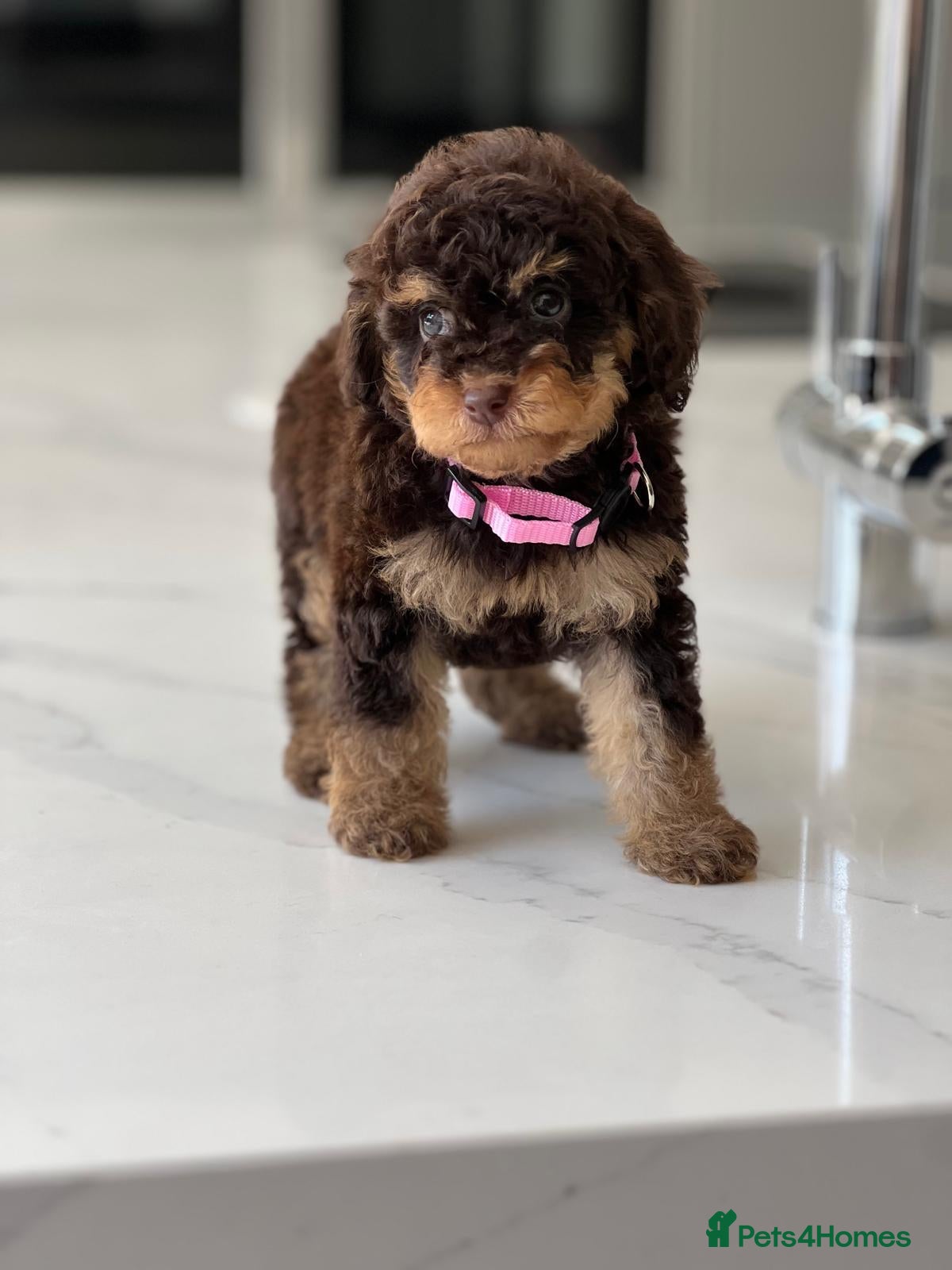Toy Poodle dogs Stunning chocolate phantom toy Poodle Litter  - Advert 1