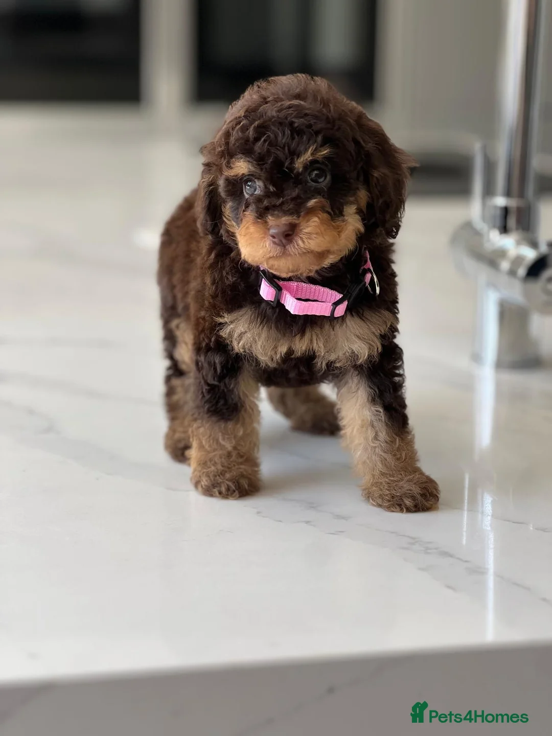 Toy Poodle dogs for sale: Stunning chocolate phantom toy Poodle Litter  - Advert 1