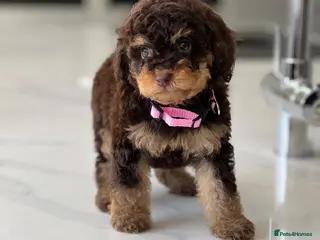 Toy Poodle dogs Stunning chocolate phantom toy Poodle Litter - Advert 11
