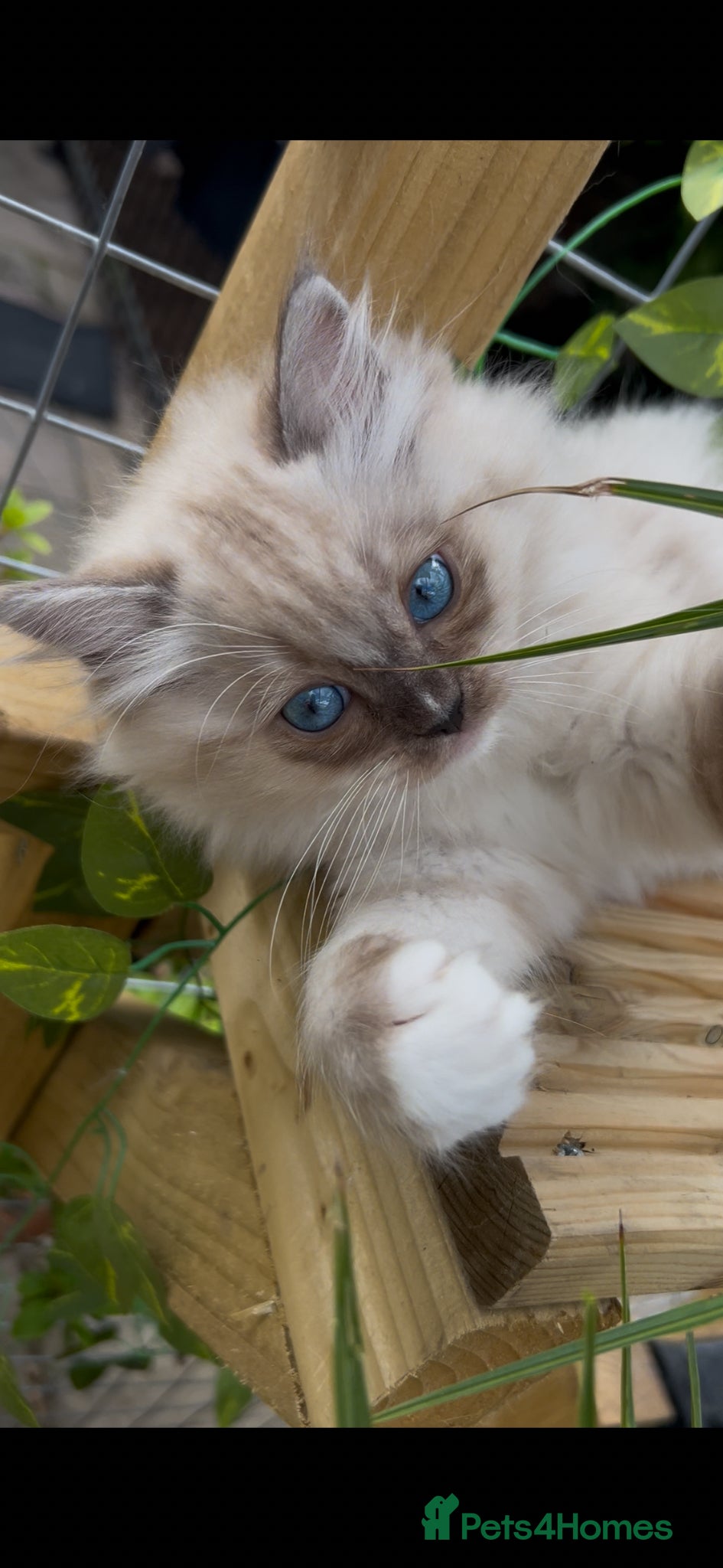 Ragdoll cats Quality Ragdoll Cherubim Mink Smoke Kittens - Advert 2