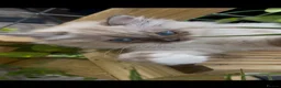 Ragdoll cats for sale: Ragdoll Cherubim Mink Kittens TICA - Advert 8