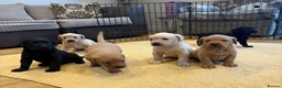 Labrador Retriever dogs for sale: Labrador Puppies  - Advert 12
