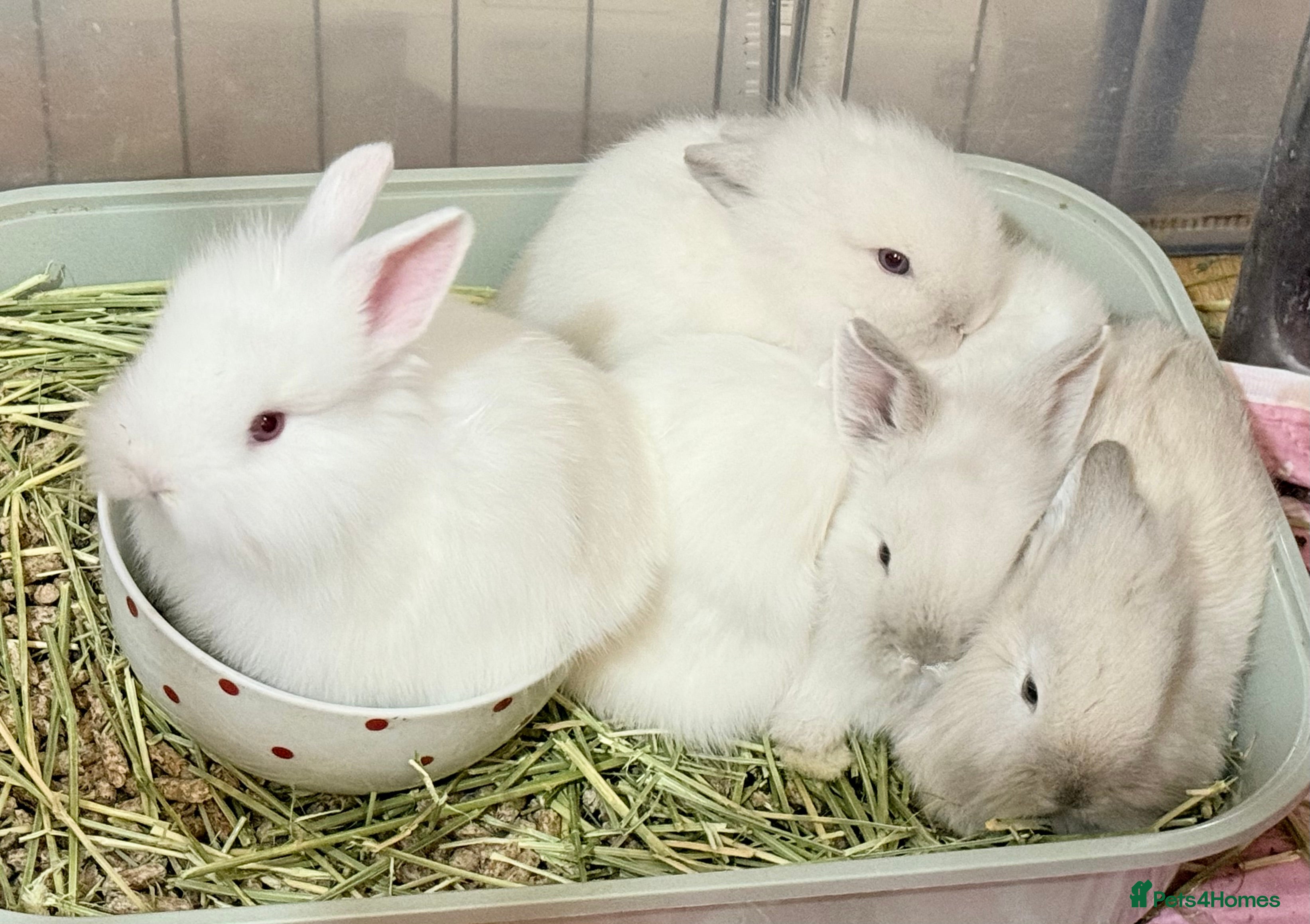 Lionhead rabbits 11 Double Maned Lionhead Babies For Sale - Advert 1