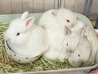 Lionhead rabbits 11 Double Maned Lionhead Babies For Sale - Advert 1