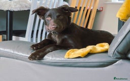 Australian Kelpie dogs for sale: 5 Month Old Australian Kelpie  - Image 1