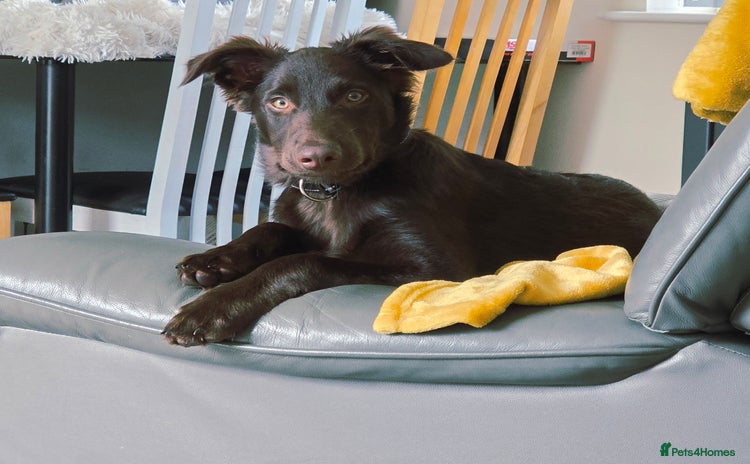 Australian Kelpie dogs - Advert 13