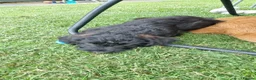 Labradoodle dogs for sale: Wonderful labradoodle puppies - Advert 8
