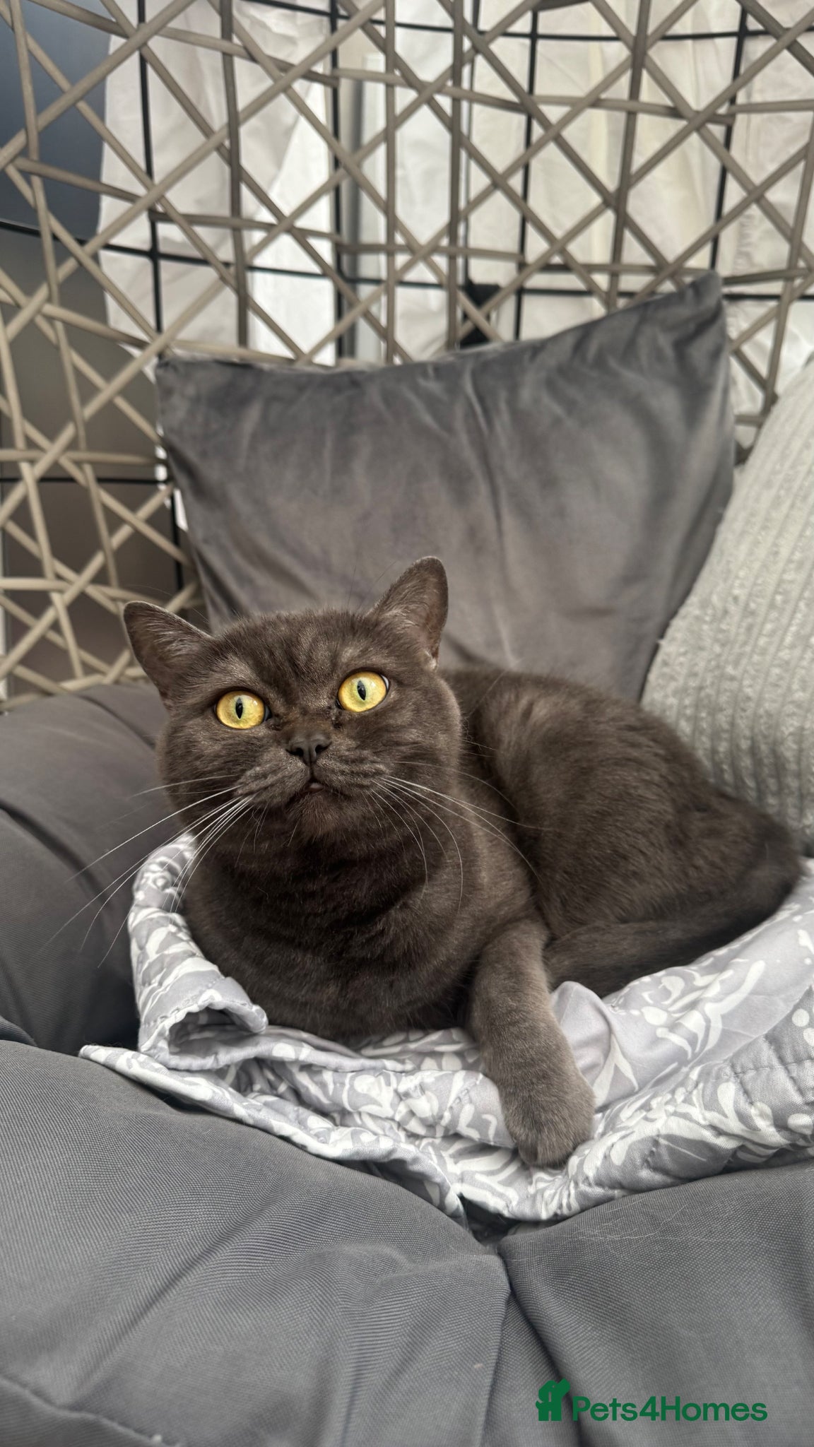 British Shorthair cats Miso - 3 Year Old Neutered Male Cat - Advert 1