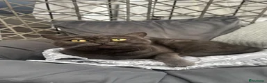 Miso