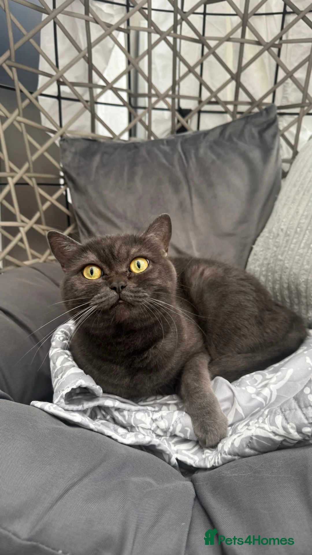 British Shorthair cats for sale: Miso - 3 Year Old Neutered Male Cat in London - Advert 1