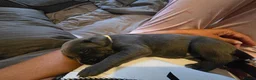 Cane Corso dogs for sale: S🐾❤️ STUNNING CANE CORSO PUPPIES–2BOYS & 2GIRLS  in Cwmbran - Advert 29