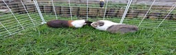 Guinea Pig rodents for sale: 2 Female Gineau Pigs For Sale - Advert 5