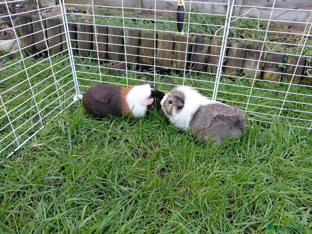 Guinea Pig rodents for sale: 2 Female Gineau Pigs For Sale - Advert 5